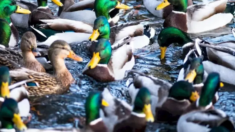 Can You Find the Hidden Crocodile Among the Ducks Within 12 Seconds? Explanation and Solution To The Hidden Crocodile Optical illusion