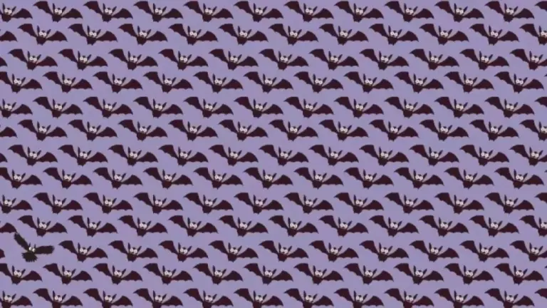 Can You Locate The Owl Among The Bats Within 11 Seconds? Explanation And Solution To The Optical Illusion