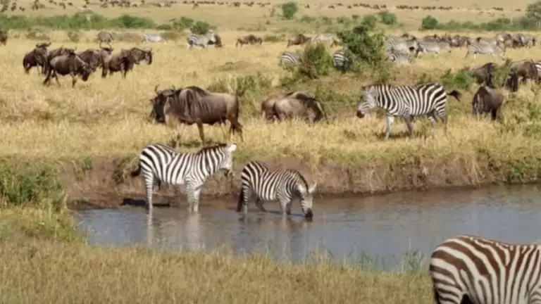 Can You Spot The Hidden Crocodile Among The Zebras Within 10 Seconds? Explanation And Solution To The Crocodile Optical Illusion