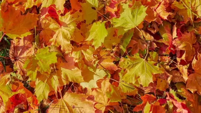 Caterpillar Search Optical Illusion: Spotting The Caterpillar Among These Leaves Is Not Easy. Do You Want To Try It?