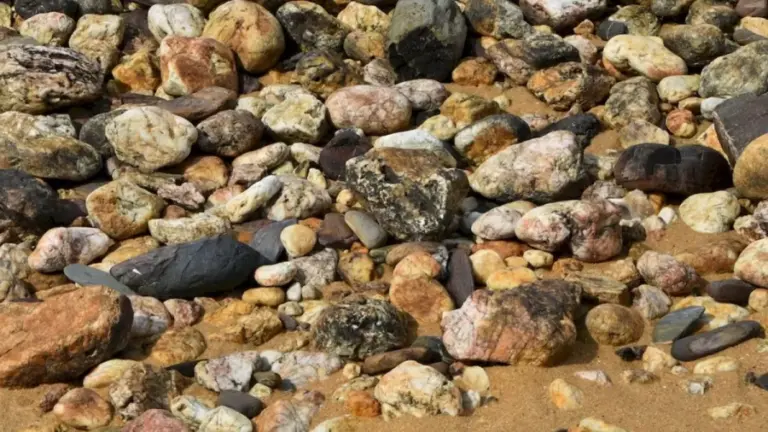 Conch Search Optical Illusion: You Got 16 Seconds. Try To Locate The Conch Among These Stones