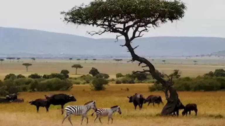 Crow Search Optical Illusion: There Is A Crow Among These Zebras And Buffaloes. Can You Spot The Crow Within 10 Seconds?