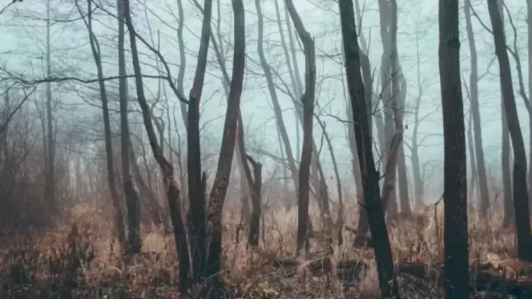 Finding Elk Optical Illusion: Within 15 Seconds, Try To Find The Elk In This Leafless Forest