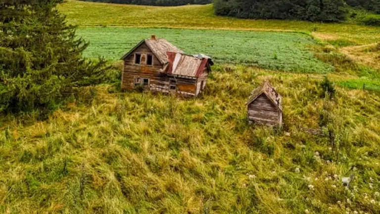 Goat Search Optical Illusion: Can You Detect The Goat In This Image Of A Farmland Within 20 Seconds?