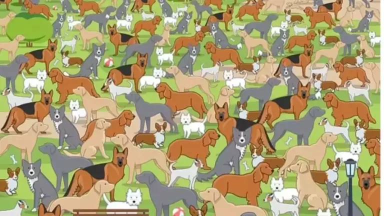 Optical Illusion Brain Test: There Is A Cute Puppy Somewhere Around These Adult Dogs. Can You Detect The Puppy In Less Than 16 Seconds