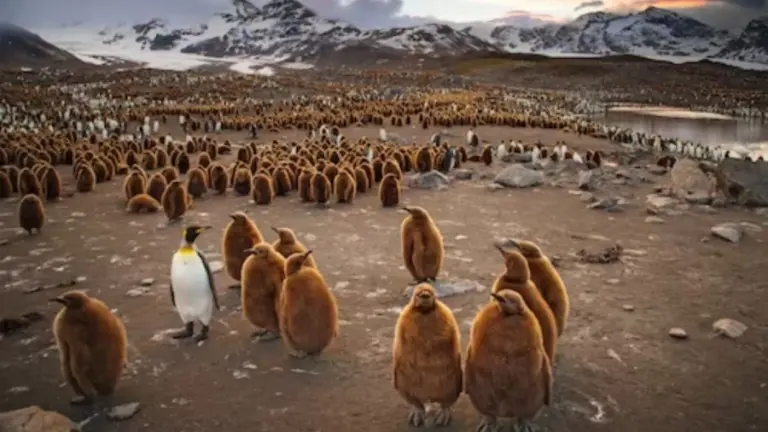 Optical Illusion Challenge: Not All Of These Are Penguins. There Is A Bear Cub Hidden Among Them. Do You See It?