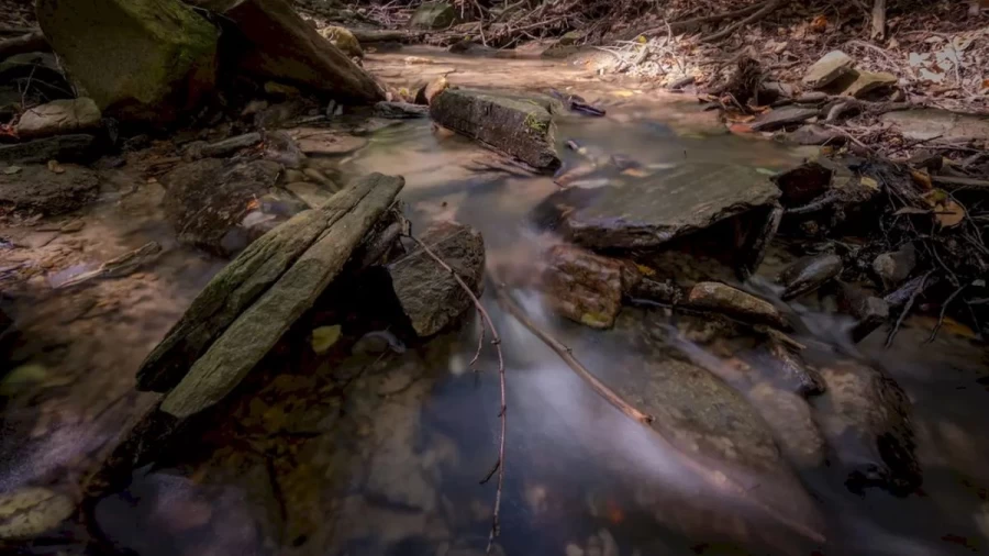 Optical Illusion Challenge: You Have Hawkeyes If You Find The Beaver In This Body Of Water In Less Than 18 Seconds