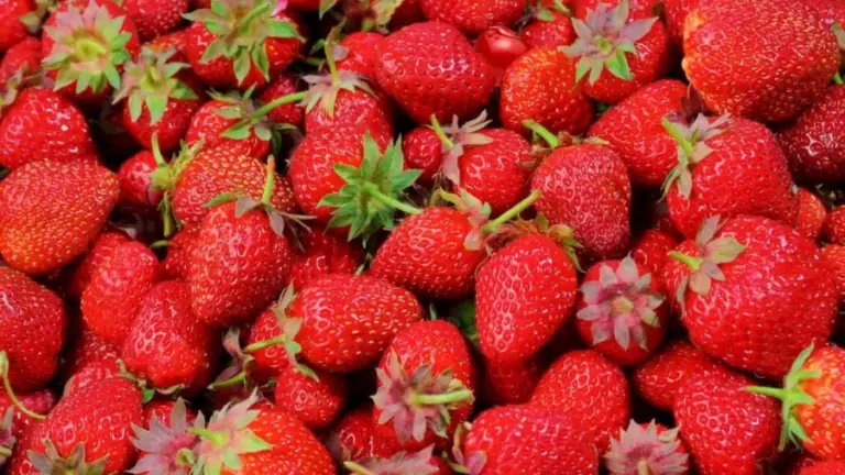 Optical Illusion Eye Test: Among These Strawberries, There Is A Cherry Hidden. Can You Locate It In Less Than 15 Seconds?