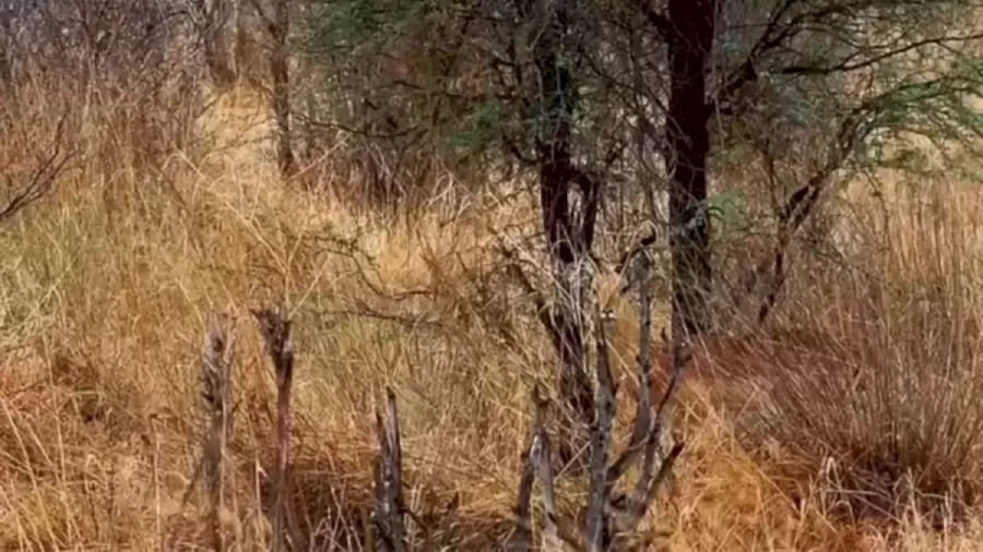 Optical Illusion Eye Test: Can You Find The Deer Hidden In Less Than 13 Seconds?