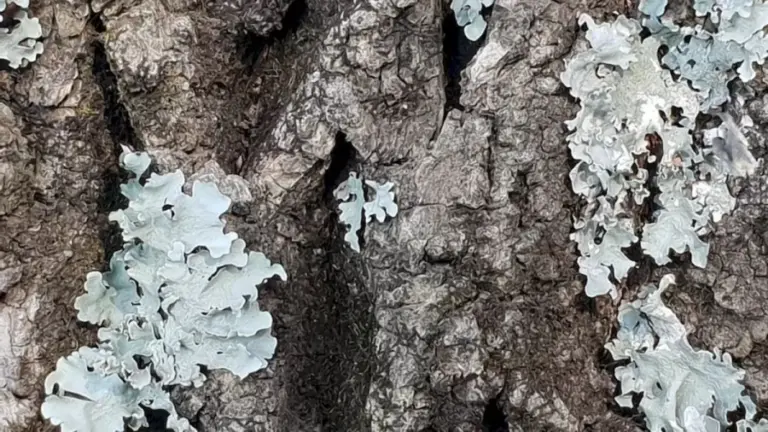 Optical Illusion Eye Test: In This Tree Bark, Try To Locate The Mushroom In Less Than 16 Seconds