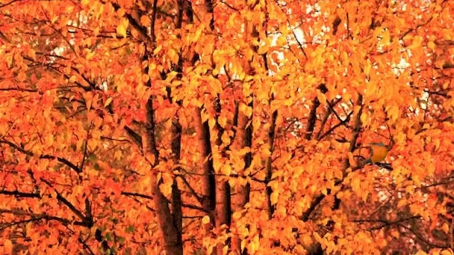 Optical Illusion Eye Test: Time To Test Your Eyes! Find The Vermilion Flycatcher Bird In This Tree Within The Time Limit Of 15 Seconds