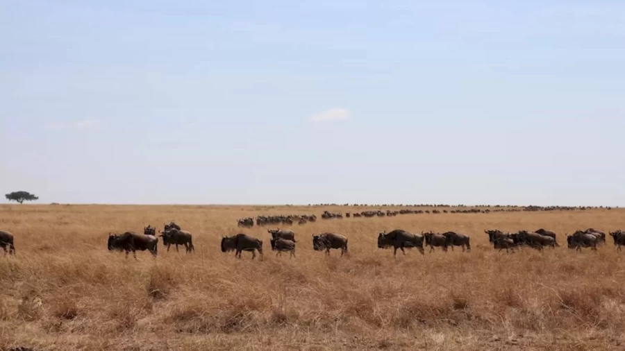 Optical Illusion Hide And Seek: Can You Spot The Sneaky Cheetah Waiting To Hunt These Wildebeests Within 11 Seconds?