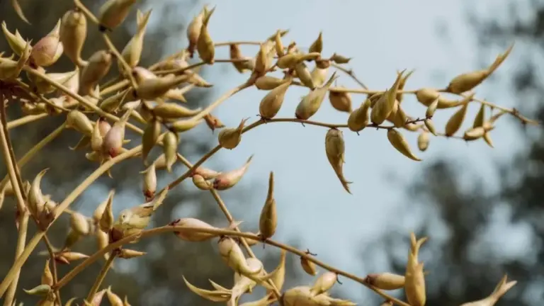 Optical Illusion: There is a Nightingale Camouflaged Among these Unriped Buds. Can You Find it in Less than 16 Seconds?