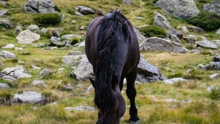 Optical Illusion: This Horse Is Getting Stalked By A Jackal. Can You Spot The Jackal Within 17 Seconds?