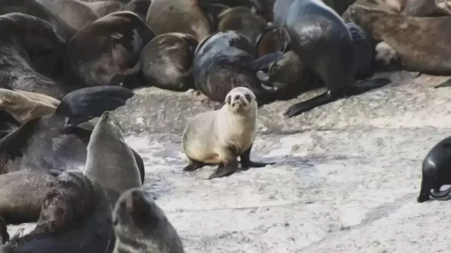 Optical Illusion Vision Challenge: Can You Spot a Bird Among the Seals in 10 Seconds?