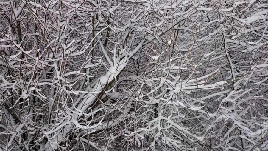 Optical Illusion Visual Test: You Will Definitely Miss The Snow Petrel In This Image. Try To Find It Within 15 Seconds