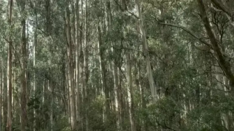 Optical Illusion to Test Your IQ: Can You Find the Hidden Koala in 15 Seconds?