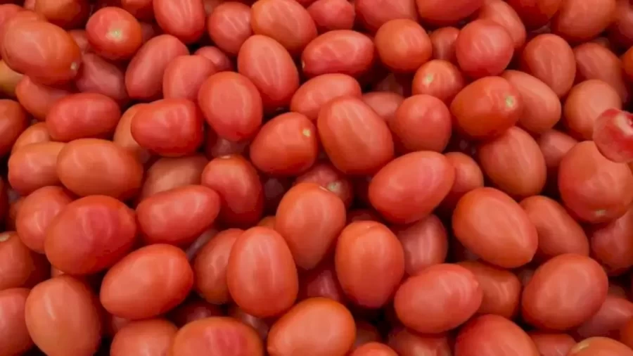 Pomegranate Search Optical Illusion: Find The Pomegranate Among These Tomatoes Within 10 Seconds