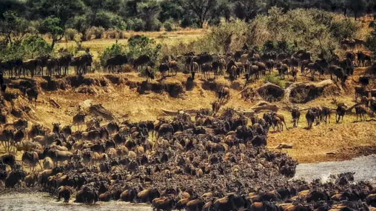 Time To Test Your Eyesight! Try To Locate The Rhinoceros Among This Herd Of Wildebeests In Less Than 25 Seconds In This Optical Illusion