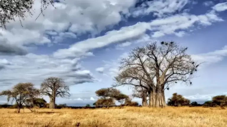 You Need To Have A Keen Eye To Spot The Cheetah In This Optical Illusion