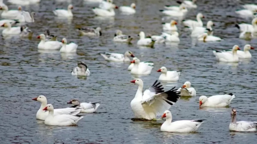 You Need To Have A Sharp Eyes To Find The Swan That Is Blended With These Ducks In This Optical Illusion